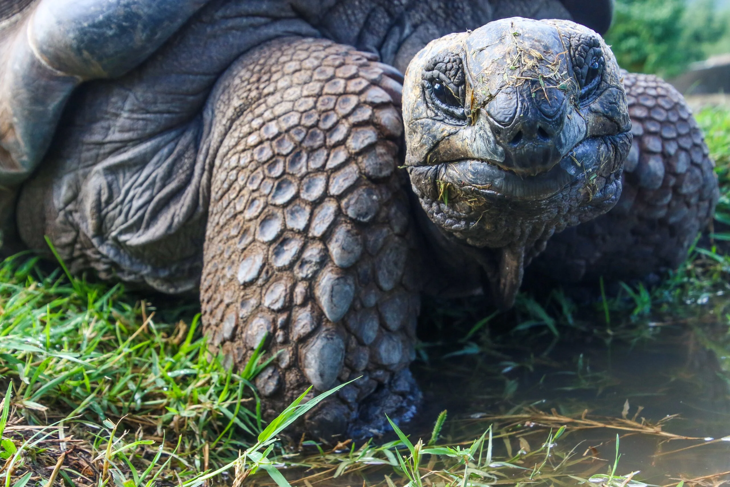 Divi, l'outil pour vous Divi est lent comme une tortue